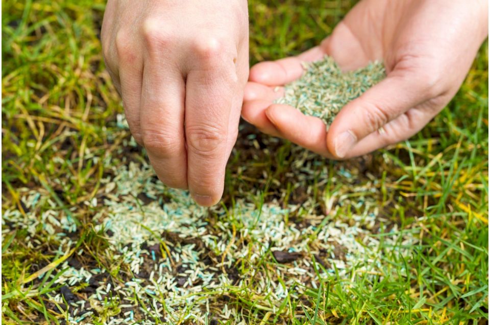 Wie Man Grassamen Auf Einen Bestehenden Rasen Pflanzt, Um Ihn Zu Verdichten