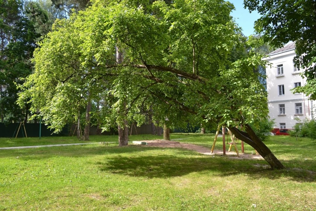 Wie Sie Einen Schiefen Baum In Ihrem Garten Aufrichten Können