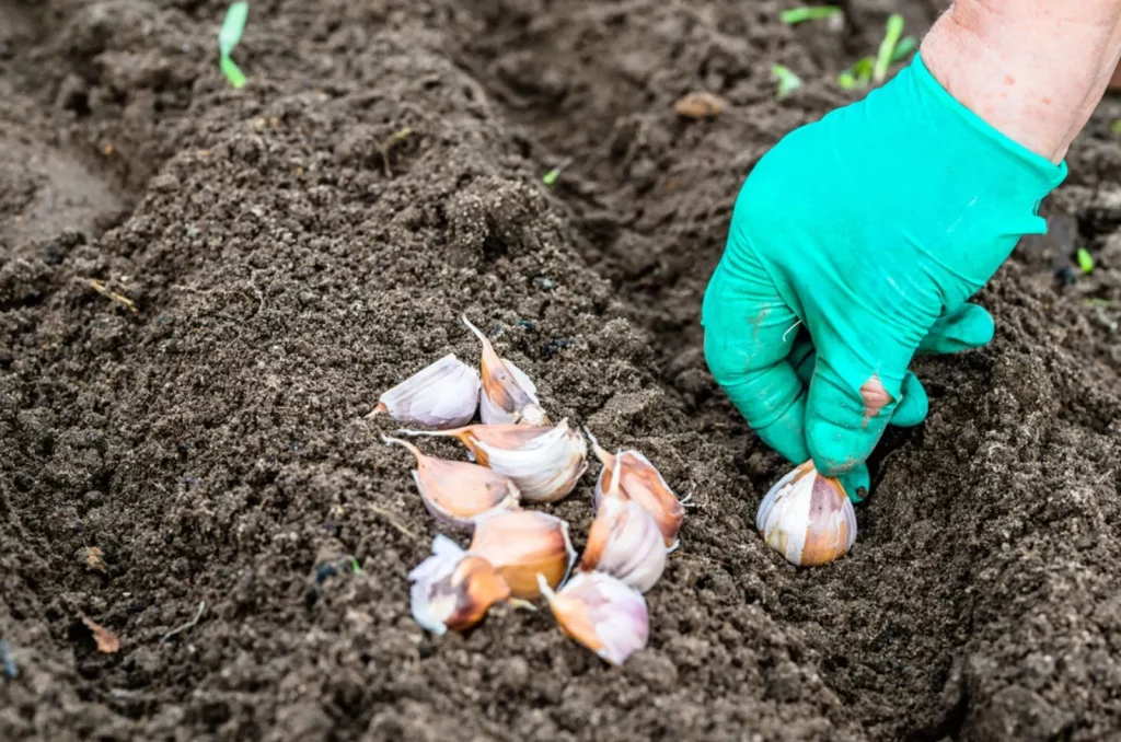 Handpflanzung von Knoblauch im Gemusegarten