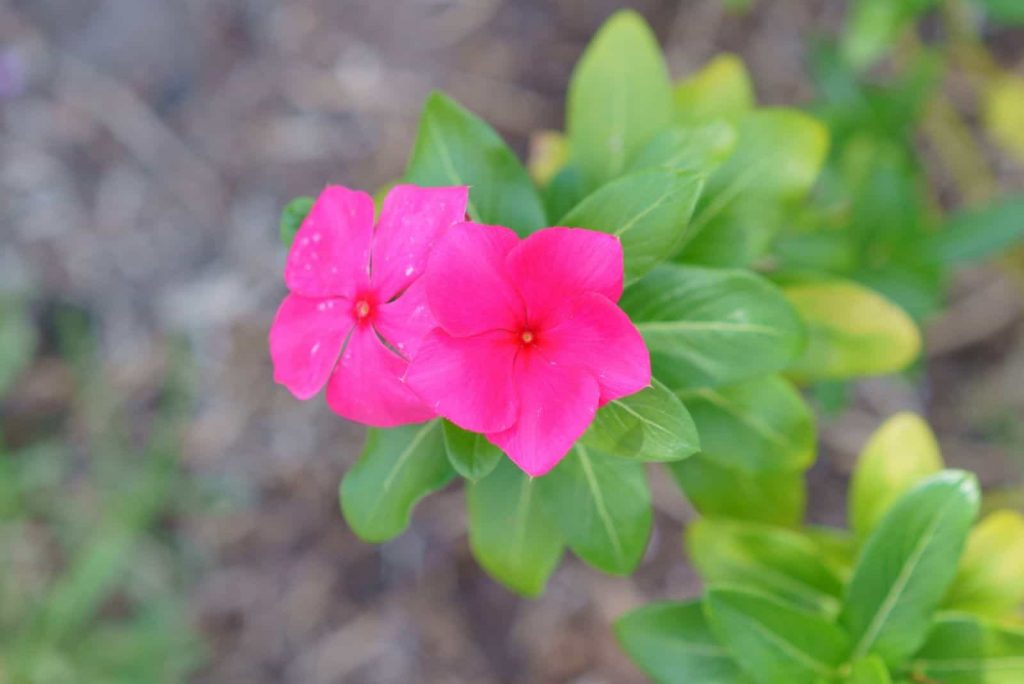 Impatiens Blumen