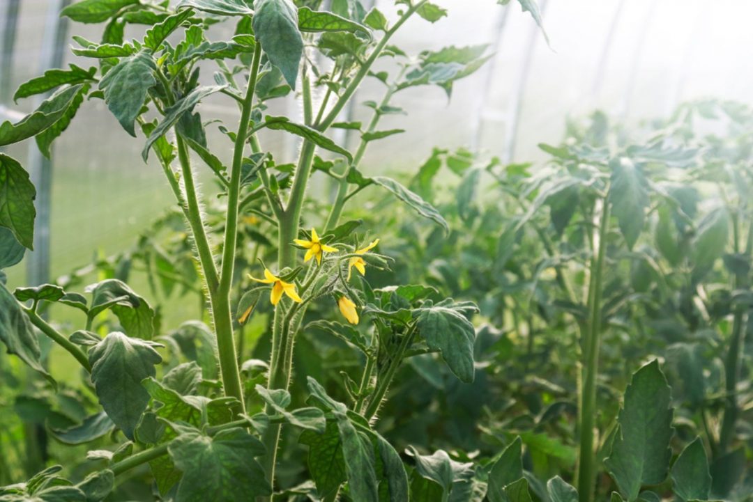 Eine SchrittFürSchrittAnleitung Für Die Manuelle Bestäubung Von Tomaten