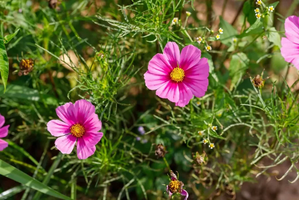 Kosmos im Garten