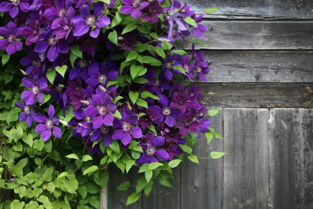 Lila Clematis Bluten und Holzplankenstruktur