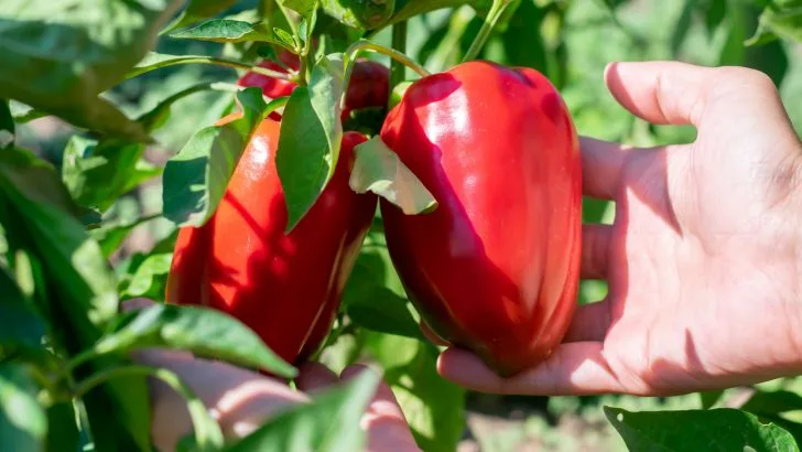 Der richtige Weg, Paprika zu düngen, für die größte Ernte aller Zeiten.