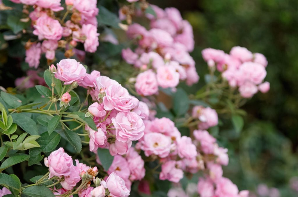 Schone rosa Rosen im Garten