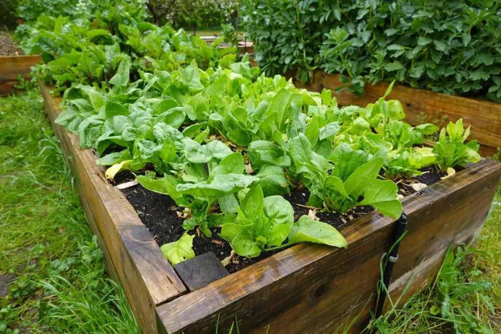 Spinat im Garten gepflanzt