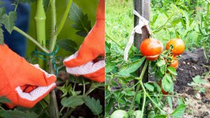 Warum, Wann Und Wie Man Tomatenpflanzen Anbinden Sollte