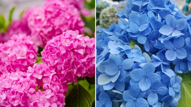 Wie Man Die Farben Von Hortensien Ändert, Um Eine Wunderschöne Blütenpracht Zu Erhalten