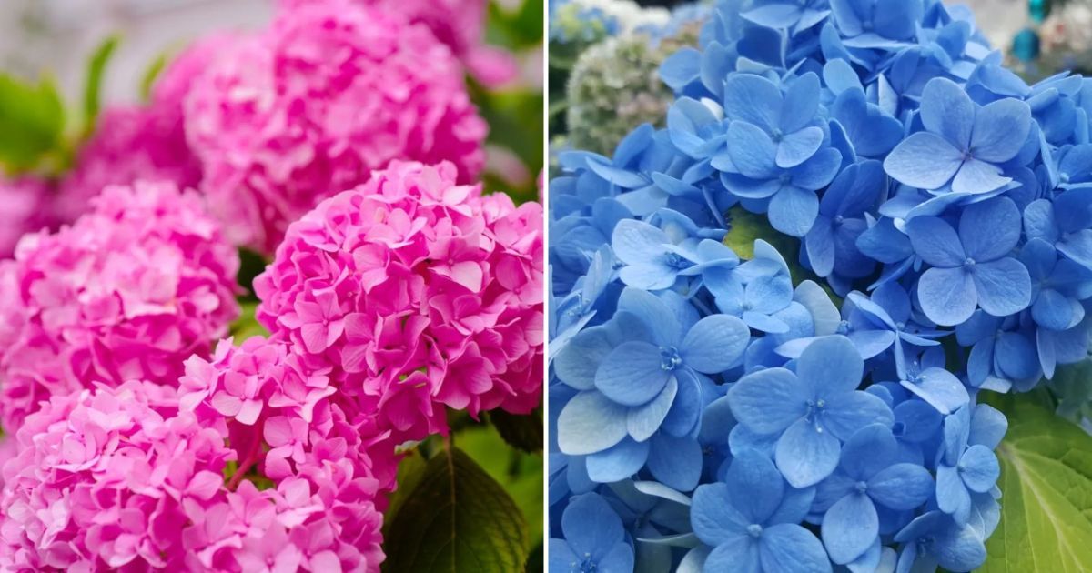 Wie Man Die Farben Von Hortensien Ändert, Um Eine Wunderschöne Blütenpracht Zu Erhalten