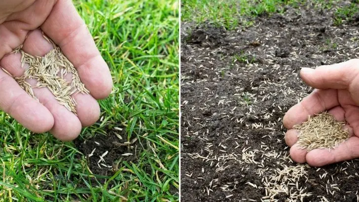 Wie Man Grassamen Auf Einen Bestehenden Rasen Pflanzt, Um Ihn Zu Verdichten