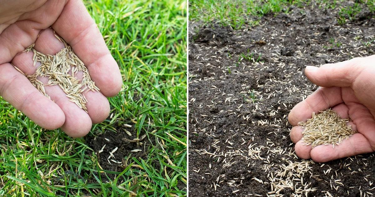 Wie Man Grassamen Auf Einen Bestehenden Rasen Pflanzt, Um Ihn Zu Verdichten