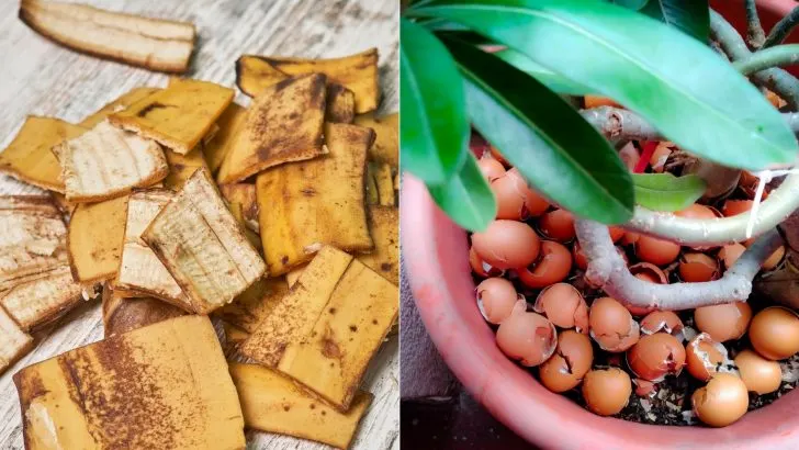 Wie Man Hausgemachten Dünger Für Seine Pflanzen Herstellt