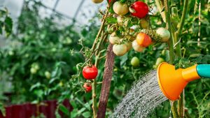 Wie Man Tomatenpflanzen Gießt, Um Eine Große Ernte Zu Erzielen
