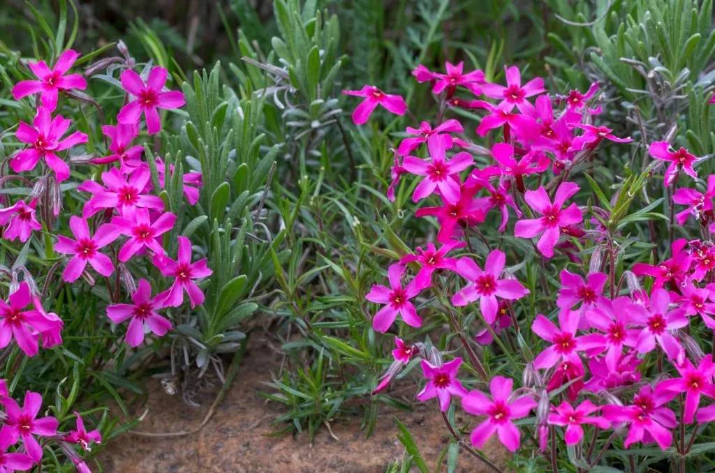 kriechender Phlox im Garten