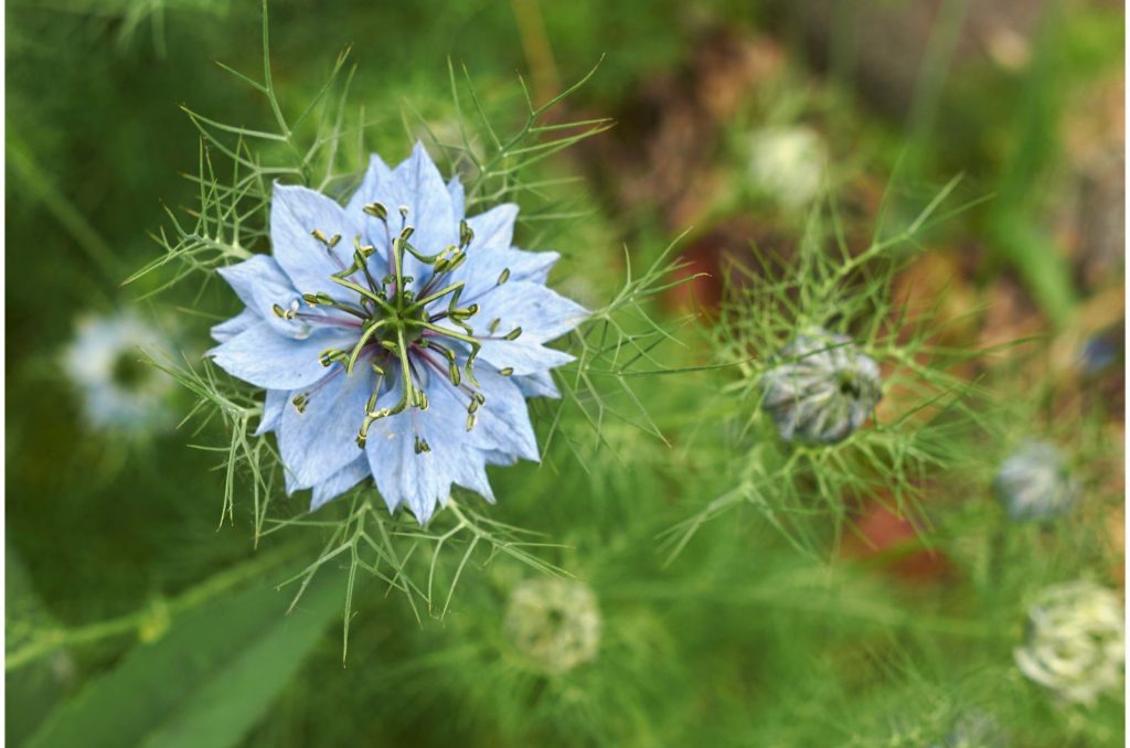 leuchtend blaue Nigella Blume