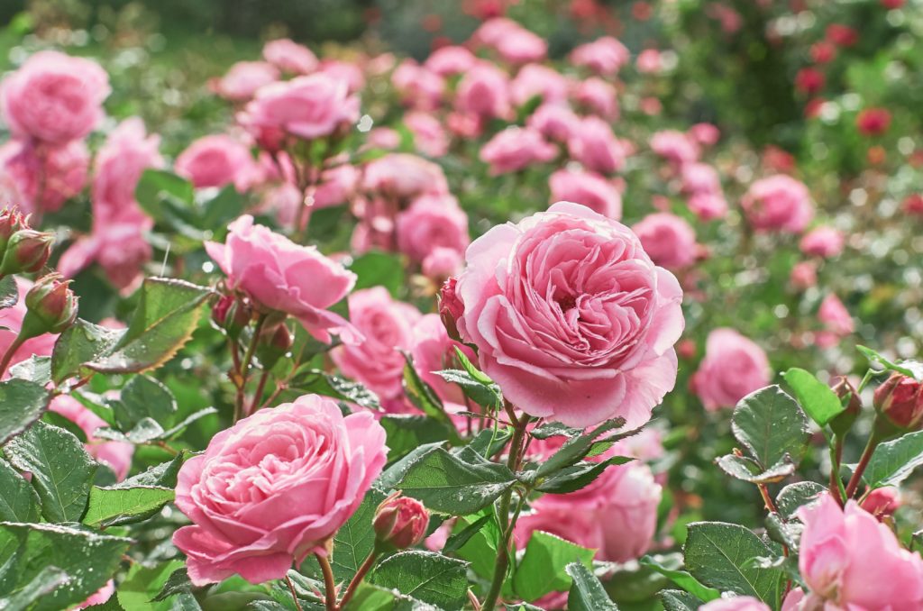 9 Geniale Gründe Für Die Verwendung Von Bittersalz Im Garten