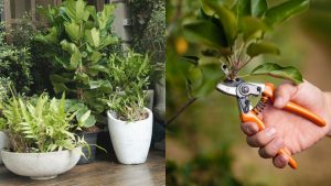 19 Tricks, Um Kostenlose Pflanzen Für Ihr Haus Und Ihren Garten Zu Bekommen