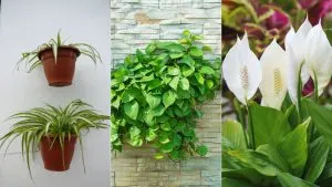Laut NASA Sind Diese 18 Pflanzen Am Besten Geeignet Um Die Luft In Ihrem Haus Natürlich Zu Filtern
