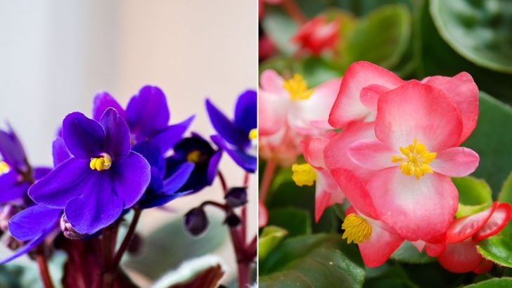7 Blumen, die das ganze Jahr über blühen können