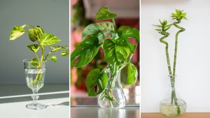 Die 25 besten Pflanzen, die Sie in Wasservasen vermehren und wachsen lassen können