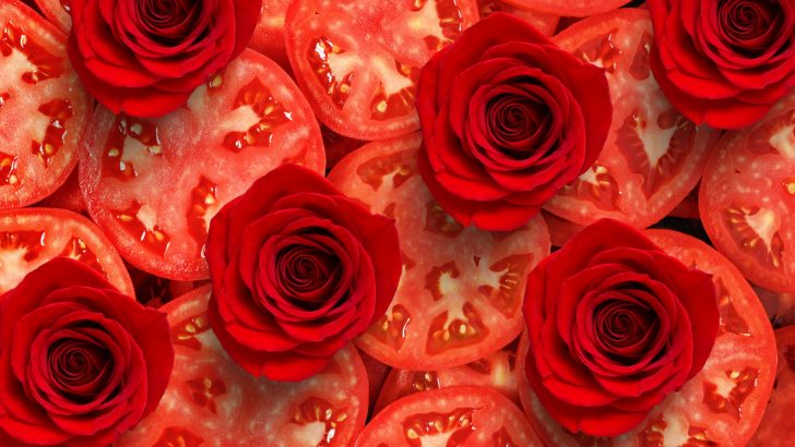 Pflanzen Sie Rosen in Tomatenscheiben und beobachten Sie, wie die Magie geschieht!