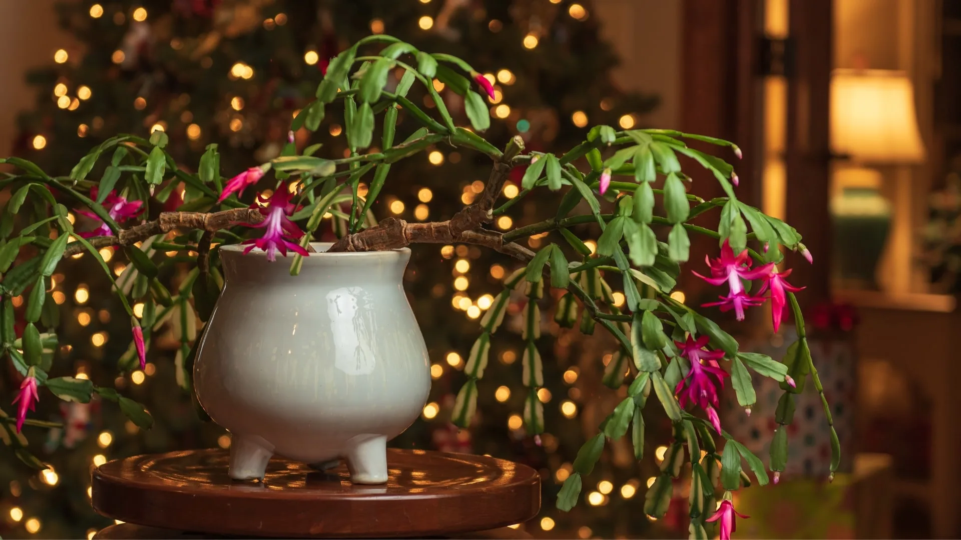 Sollten Sie Ihren Weihnachtskaktus im Dunkeln halten