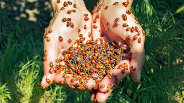 Die 3 Vorteile von Marienkäfern, die für Harmonie im Garten sorgen