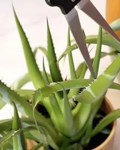 10 Fehler, die Sie wahrscheinlich mit Ihrer Aloe Vera Pflanze machen