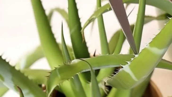 10 Fehler, die Sie wahrscheinlich mit Ihrer Aloe Vera Pflanze machen