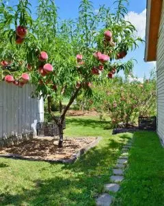 10 Techniken für einen blühenden Pfirsichgarten
