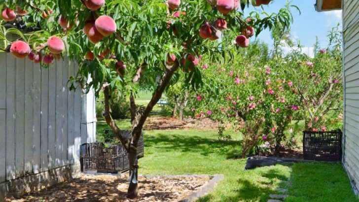 Vergiss die im Laden gekauften Pfirsiche. Verwende diese 10 Techniken für einen blühenden Pfirsichgarten.