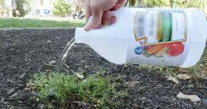 10 erstaunliche Möglichkeiten, Essig im Garten zu verwenden