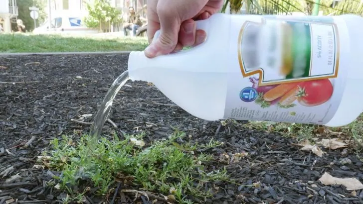 10 erstaunliche Möglichkeiten, Essig im Garten zu verwenden