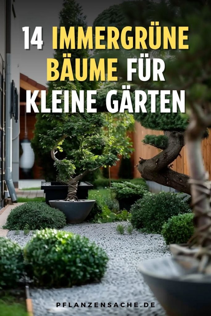 14 Immergrüne Bäume Für Kleine Gärten Große Auswahl!