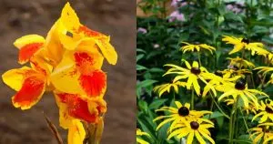 14 gelbe mehrjährige Blumen, die Ihren Garten beleben werden