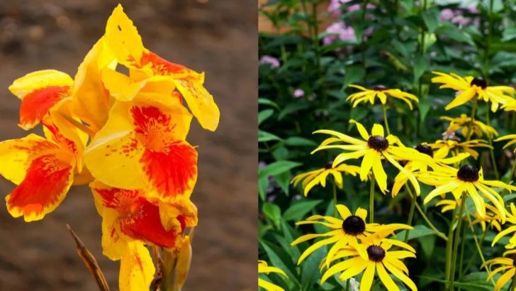 14 gelbe mehrjährige Blumen, die Ihren Garten beleben werden