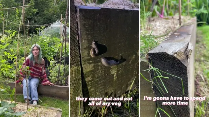 3 Gründe, Warum Du Keine Hochbeete Aus Holz Verwenden Solltest + Die Lösung