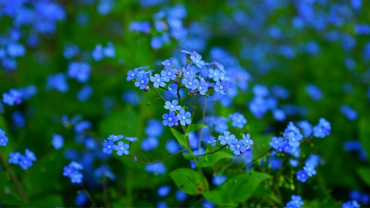 5 wunderschöne Frühlingsblumen für schattige Gärten