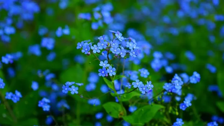 5 wunderschöne Frühlingsblumen für schattige Gärten