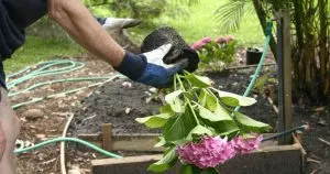 6 Tipps für den Anbau von wunderschönen Hortensien