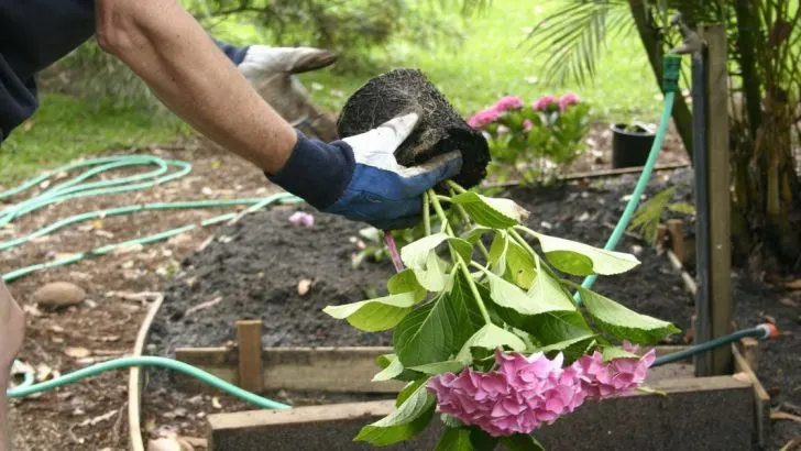 Züchten Sie immer perfekte Hortensien, mit diesen 6 Tipps