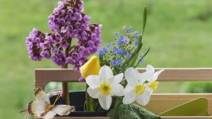 7 Pflanzen, die im März wunderschöne Blumen produzieren