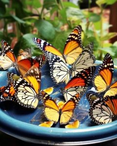 7 einfache DIY-Schmetterlingsfütterungs-Ideen & wie du endlos viele Schmetterlinge bekommst