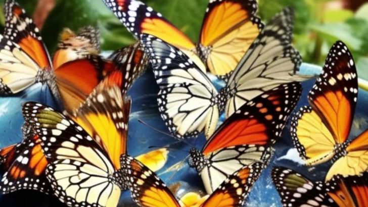 7 einfache DIY-Schmetterlingsfütterungs-Ideen & wie du endlos viele Schmetterlinge bekommst