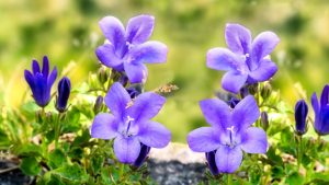Anbau und Pflege von zauberhaften Glockenblumen
