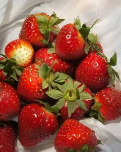 Bewahren Sie Ihre Erdbeeren frisch