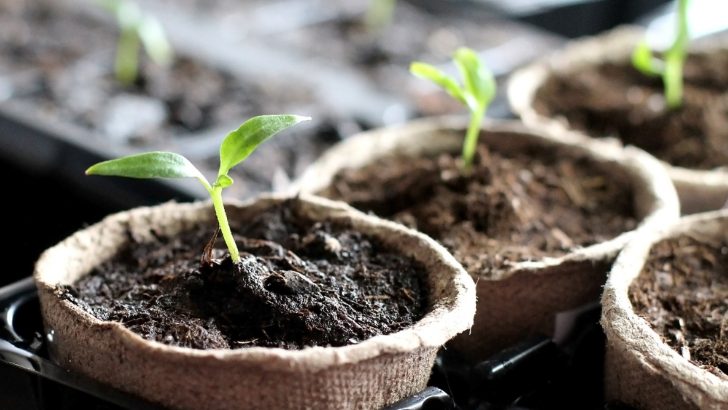 Bodenständiger Garten: Wann und wie man Pflanzen und Setzlinge abhärtet