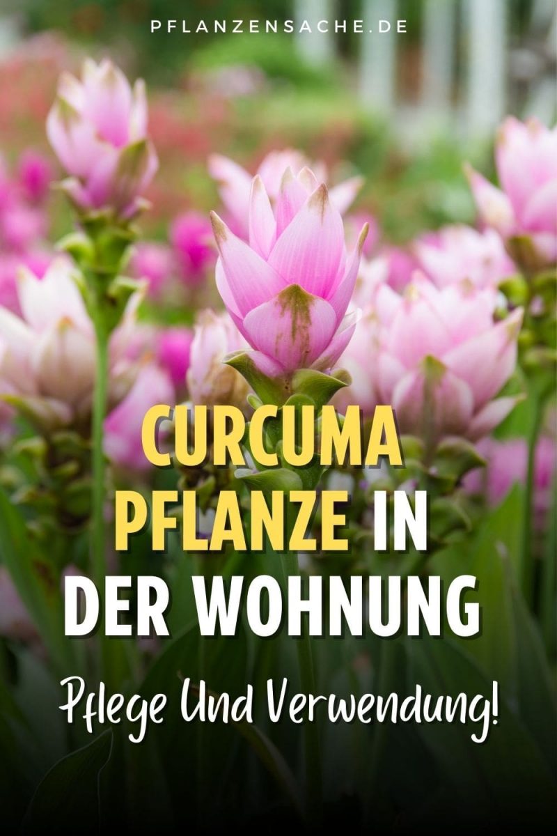 Pflege Der Curcuma Pflanze