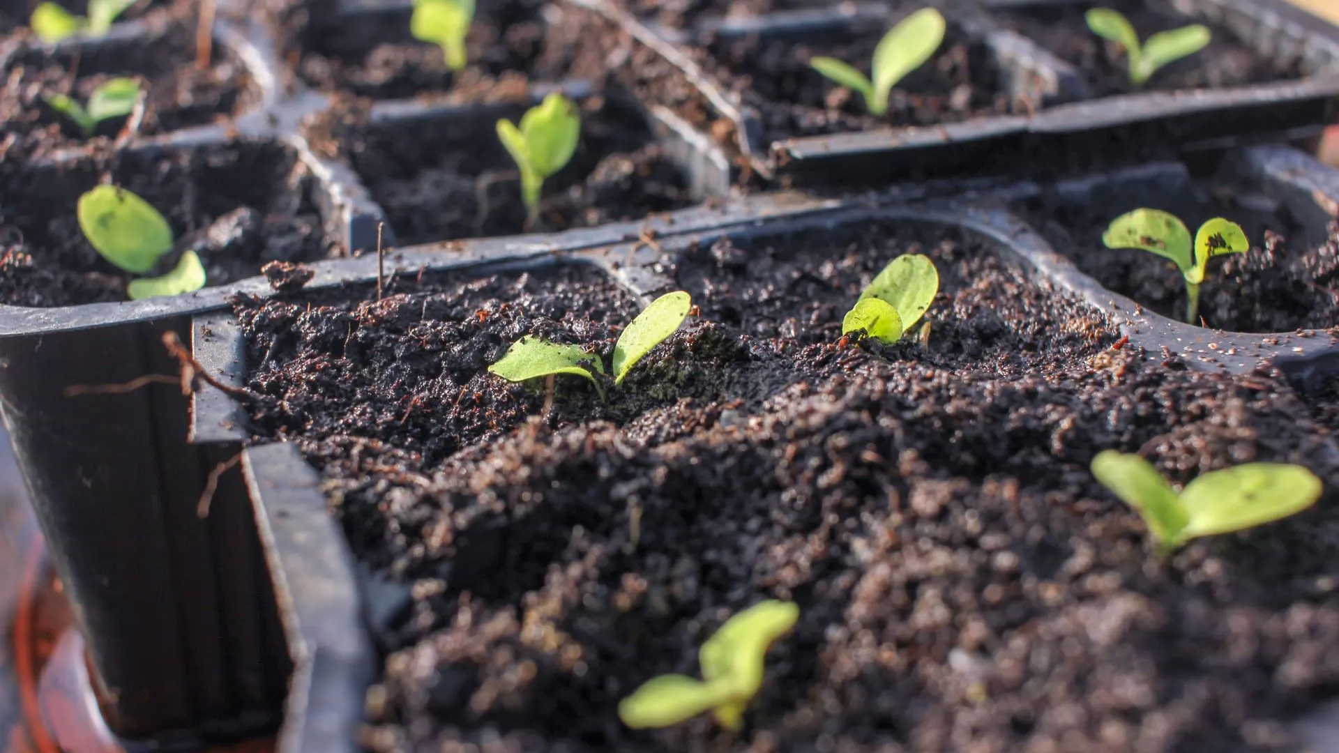 Das sollten Sie bei der Aussaat nie vergessen