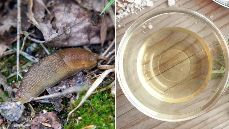 Die geheime Zutat zur Bekämpfung von Schnecken und Nacktschnecken im Garten